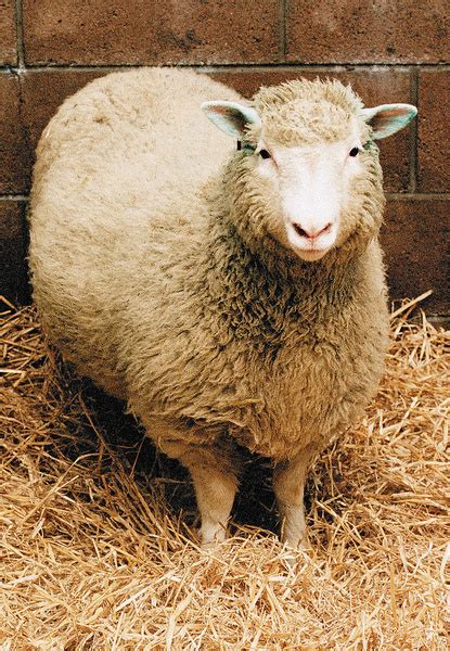 Интерпретация символа овцы во сне: мистическое значение и путь к духовному прозрению
