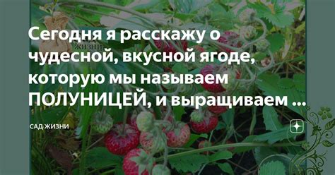 Интерпретация сновидений о ягоде в разных культурах