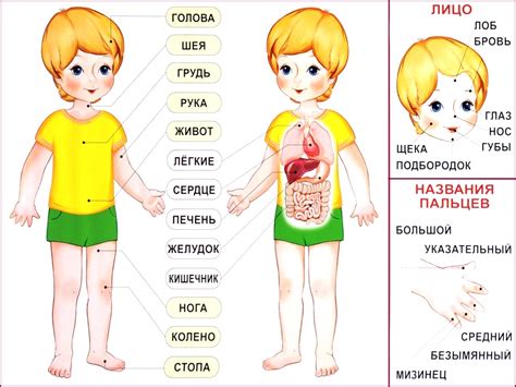 Интерпретация сновидений с изображением на части тела