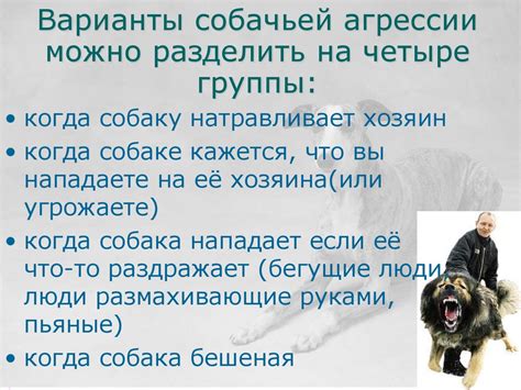 Интерпретация снов о собачьей агрессии и неуравновешенности