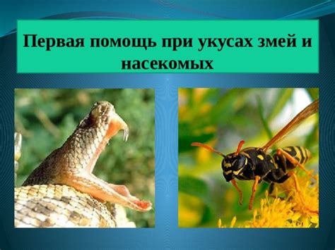 Интерпретация снов о укусах змей: предзнаменование заболевания или перемен