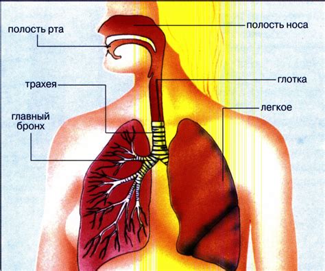 Инфекции верхних дыхательных путей