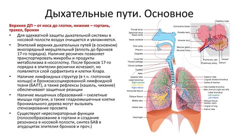 Инфекции дыхательных путей и воспаление в легких