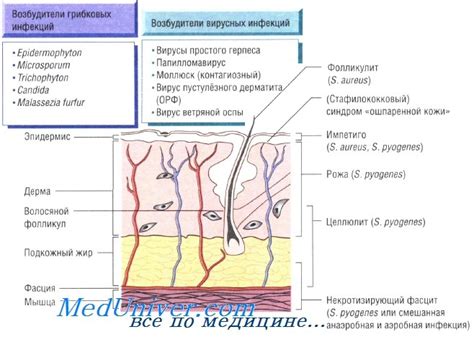 Инфекции и воспаления: причины развития после подрезки