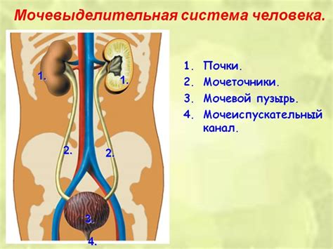 Инфекции мочевыводящих путей и кровь в моче