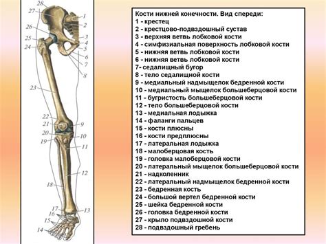 Информация о нижних конечностях