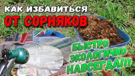 Использование горчицы как средство борьбы с сорняками