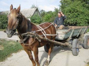 Использование извозчичьих лошадей в настоящее время