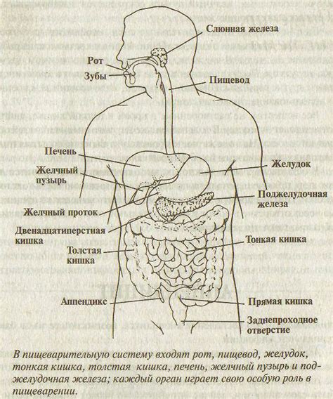 Истолкование образов сна, связанных с органами пищеварения