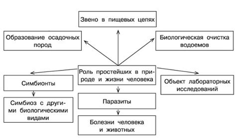 Историческая роль колониальных простейших