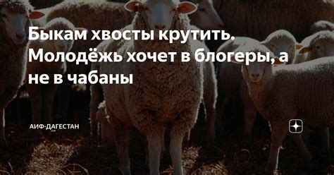 История выражения "крутить быкам хвосты"