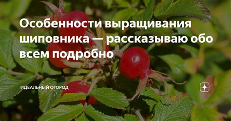 История выращивания шиповника