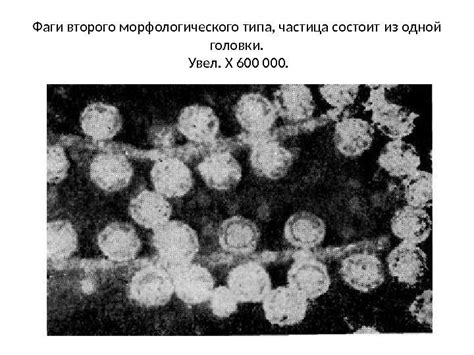 История открытия и названия вируса