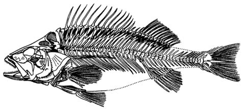 История скелета рыбы