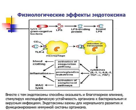 Источники и происхождение термостабильного эндотоксина