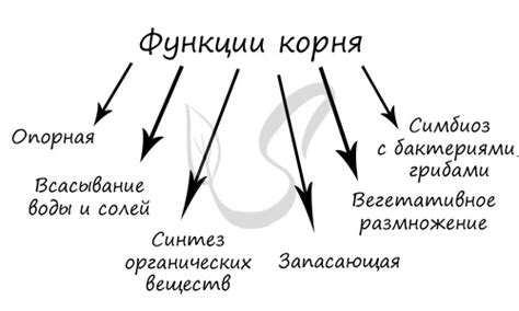 Источники и происхождение этимологического корня