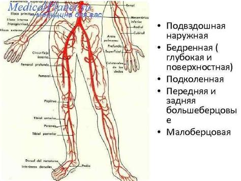 Ишемия и кровоснабжение в нижней левой части тела: что нужно знать