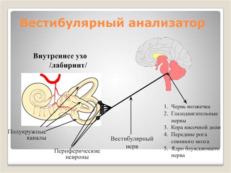 Какая роль играет вестибулярный аппарат в появлении головокружения