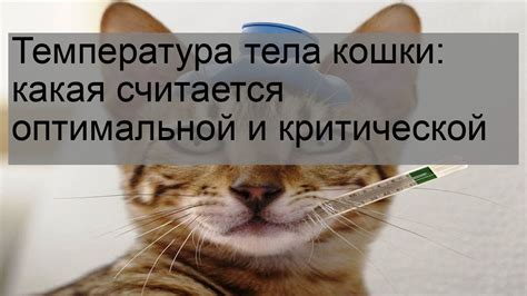 Какая температура считается оптимальной?