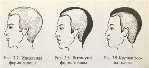 Какая форма головы считается правильной?