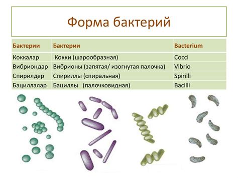 Какие бактерии относятся к флоре бациллярной кокковой?