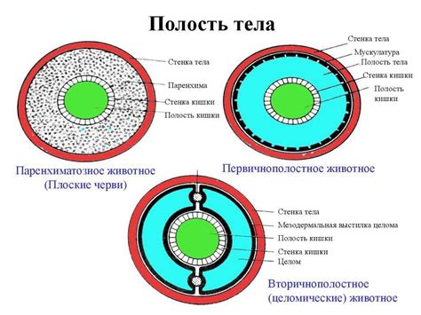 Какие бывают различия между Глемонтом и Сингуляром?