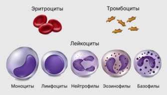 Какие значения лейкоцитов ПЦР могут считаться нормальными?