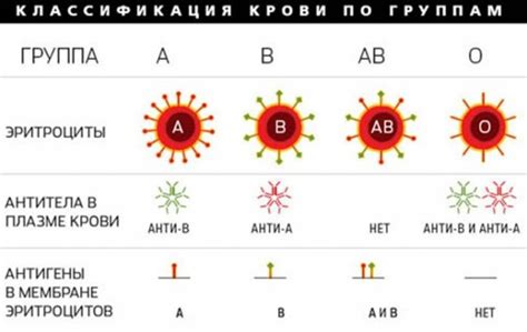 Какие люди имеют нулевую группу крови