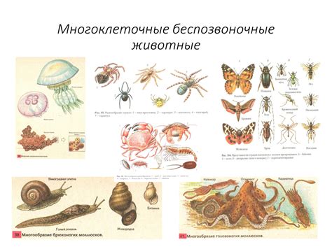 Какие организмы подвержены недетерминированному верхушечному росту?