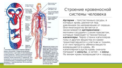 Какие органы и системы связаны с жесткими сосудами?