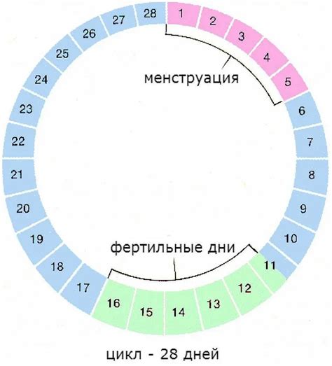 Какие органы могут вызывать кровотечение?