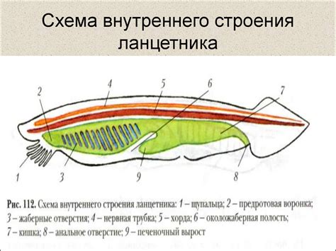 Какие особенности характерны для провозвестников?