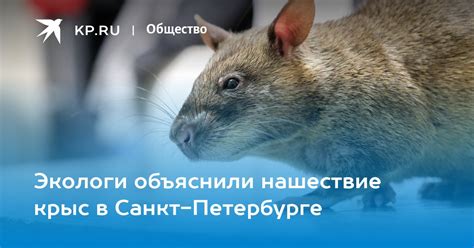 Какие признаки указывают на нашествие крыс?