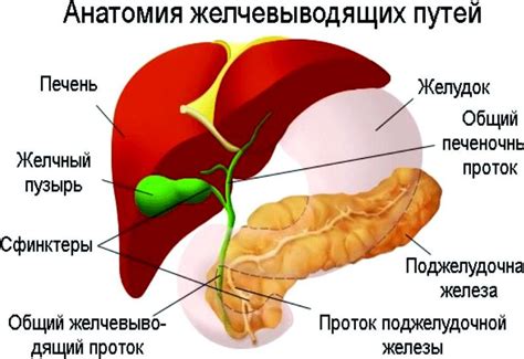 Какие причины ведут к отсутствию желчи в желудке?