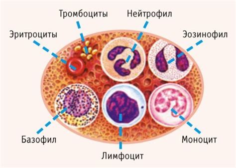 Какие причины возникновения хилезной крови у человека?