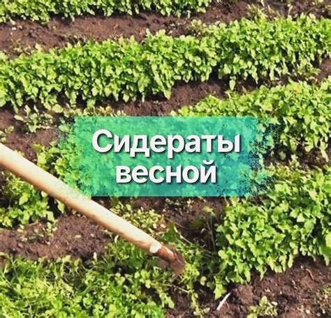 Какие сидераты подходят для разных видов овощей?