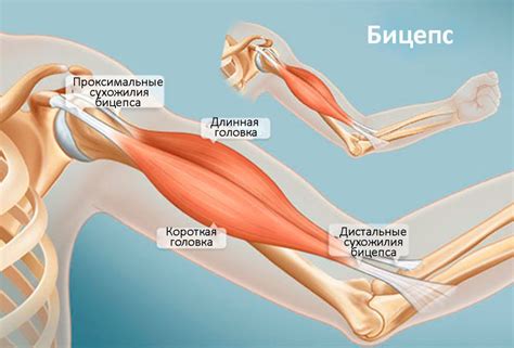 Какие симптомы сопровождают разрыв мышцы?