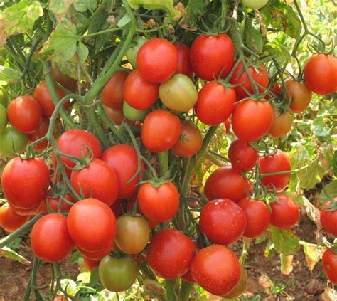Какие сорта помидоров нужно прищипывать?
