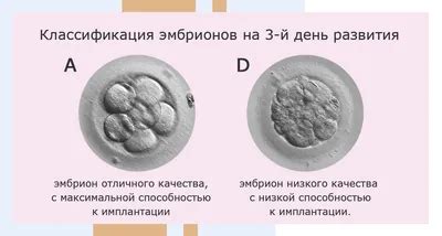 Какие способности развивают эмбрионы отличники?