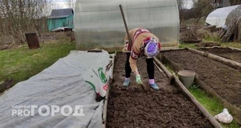 Какие техники посадки применяют для выращивания односемянной свеклы