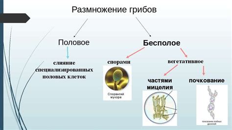 Какие условия необходимы для процесса размножения?