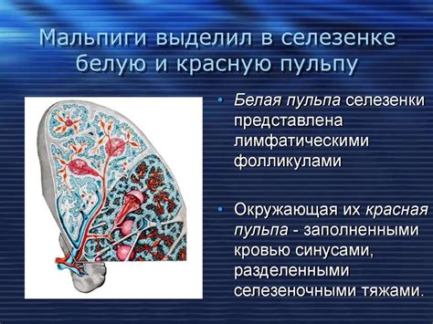 Какие факторы могут вызвать новообразования в селезенке?