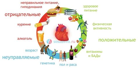 Какие факторы могут повлиять на результаты эхоскопии?