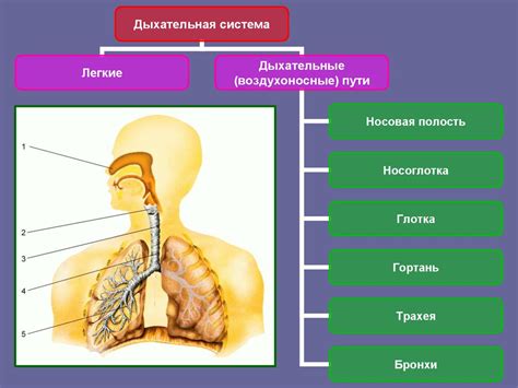 Какие физиологические процессы происходят при перехватывании дыхания