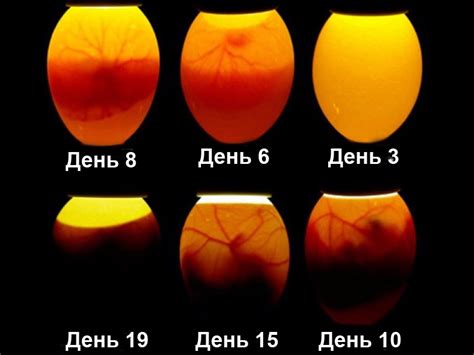 Какие эмоции и чувства связаны с видением куриных яиц во время беременности