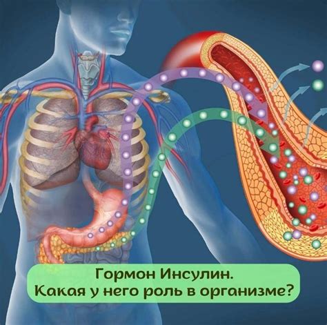 Какова роль фонового инсулина в организме?