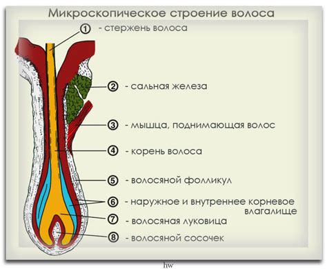 Какова структура волосяного фолликула?