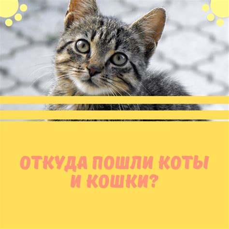 Каково происхождение аббревиатуры КОТ?