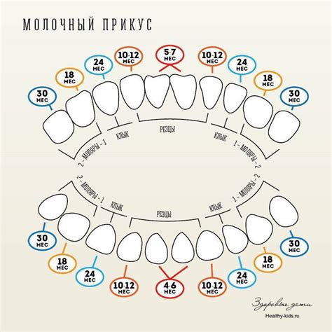 Каковы основные этапы замены молочных зубов?