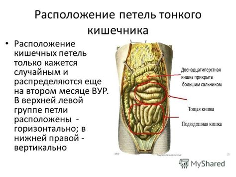 Каков механизм образования пневматизированных петель кишечника?